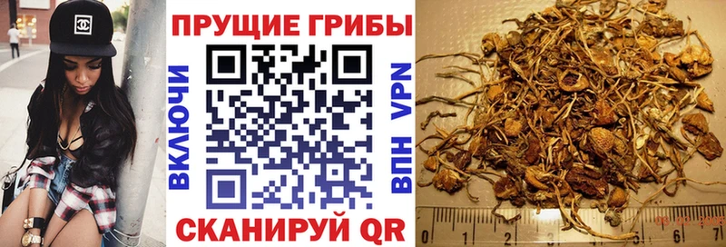 хочу наркоту  Ардатов  Галлюциногенные грибы GOLDEN TEACHER 